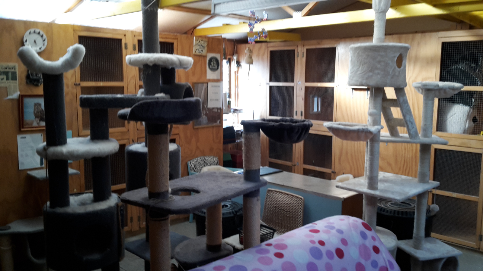 2017.2.20 Cattery interior